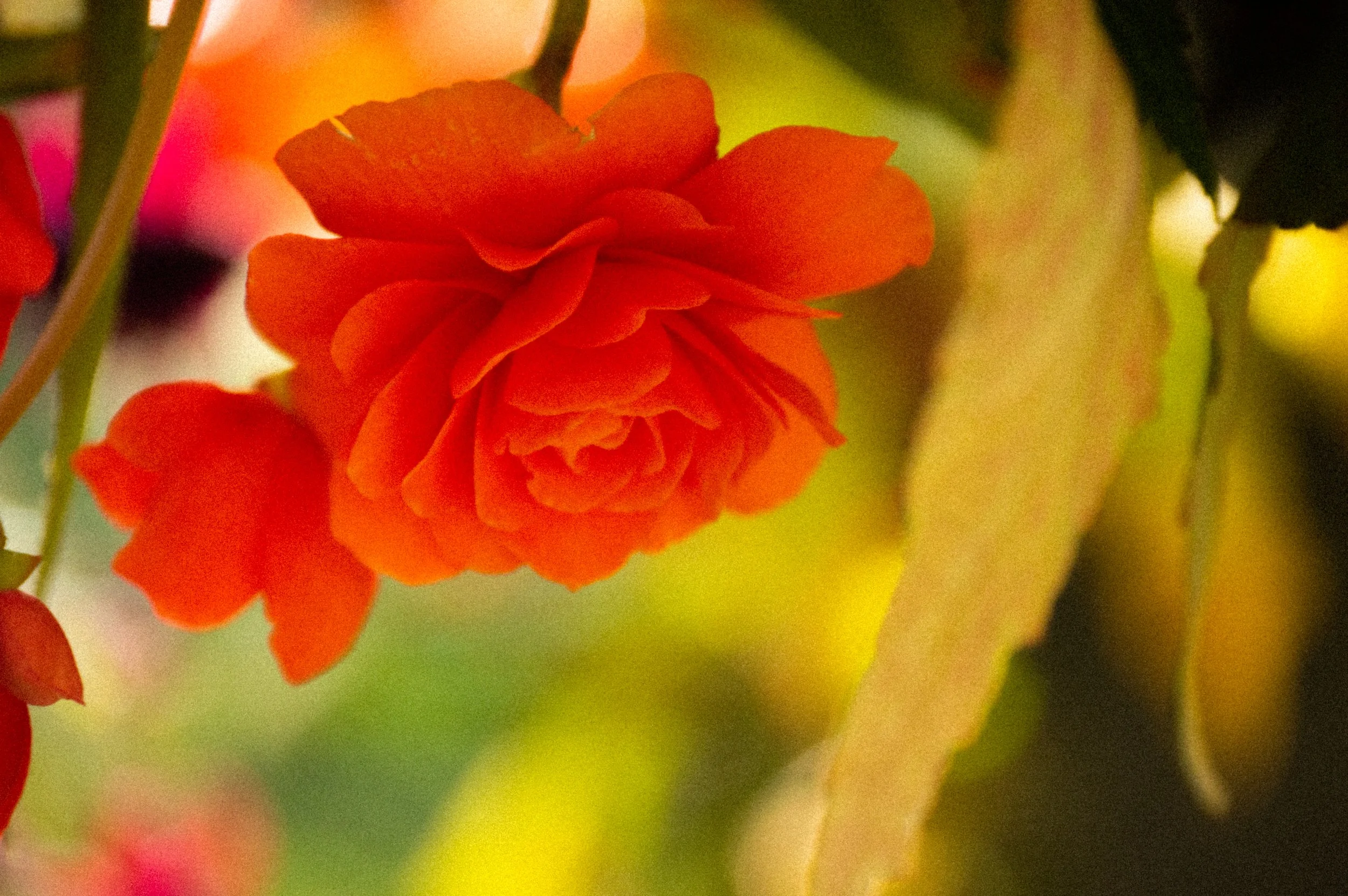 DSC_1107.jpg