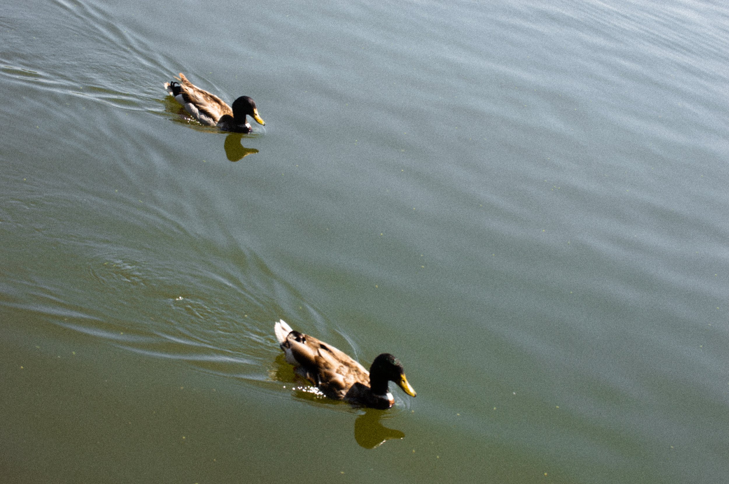 DSC_0771.jpg