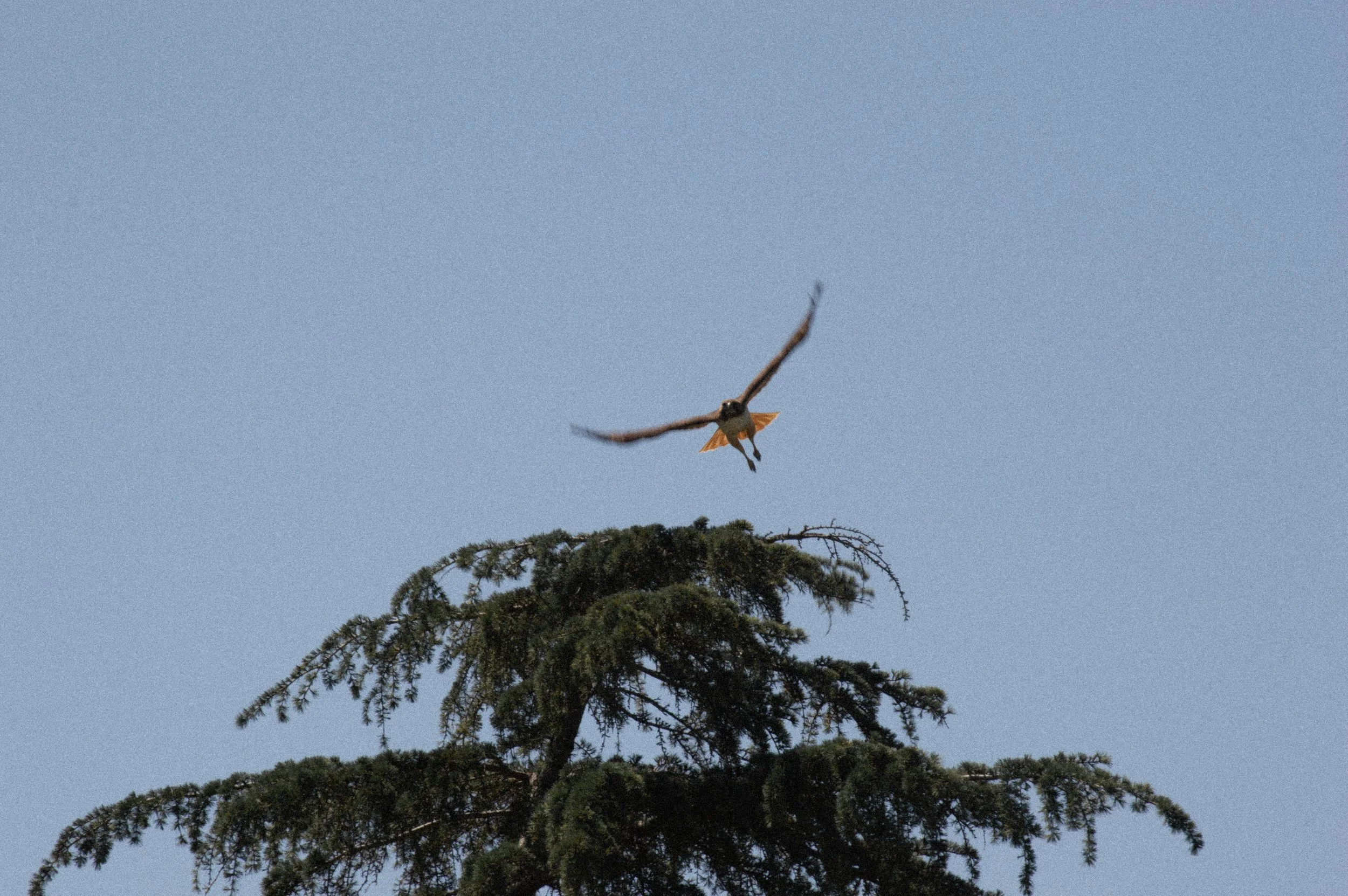 DSC_0772.jpg