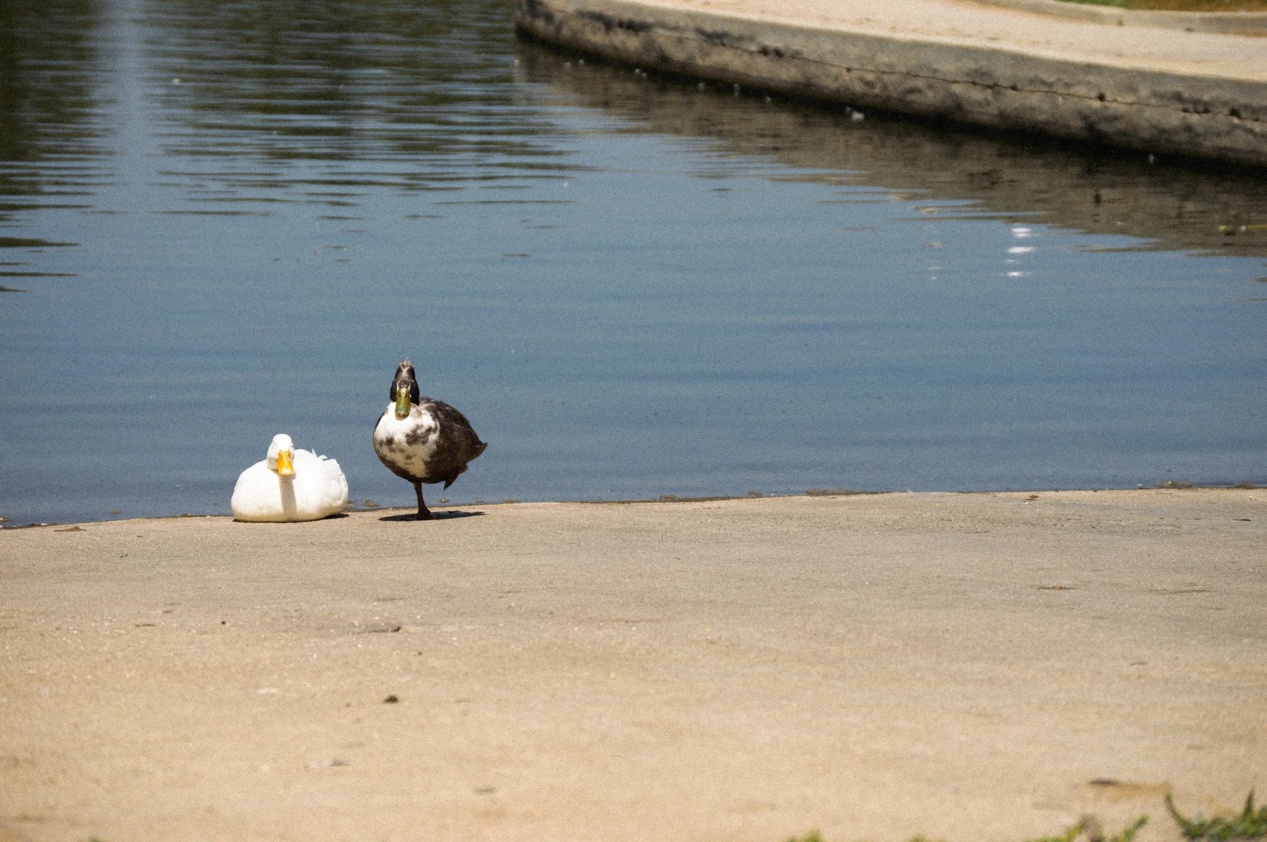DSC_0826.jpg