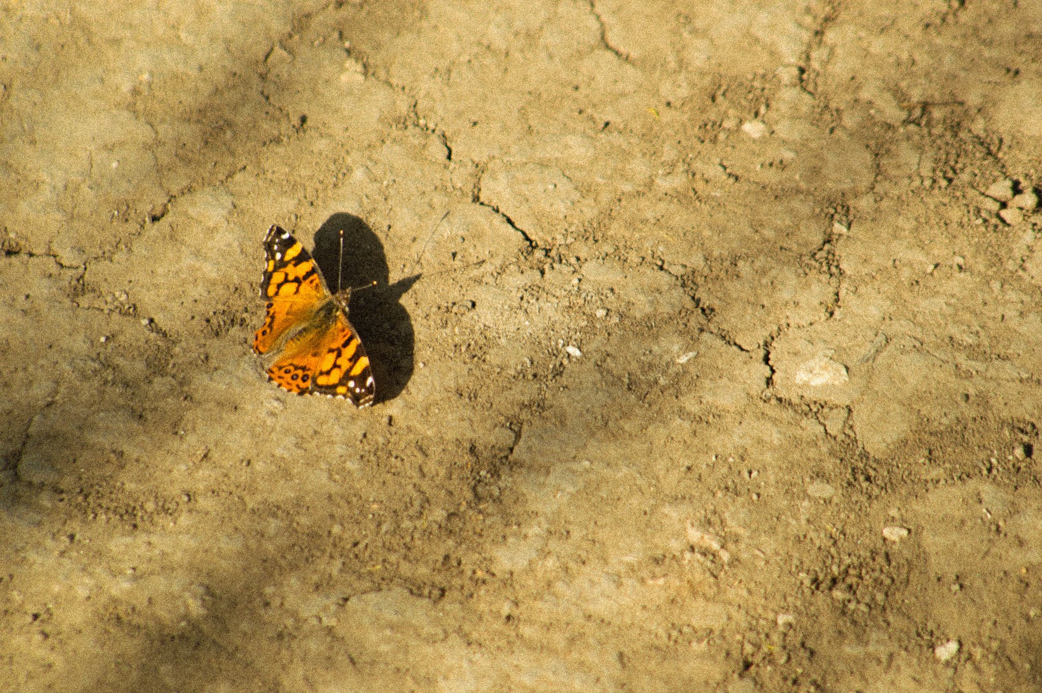 DSC_0428.jpg