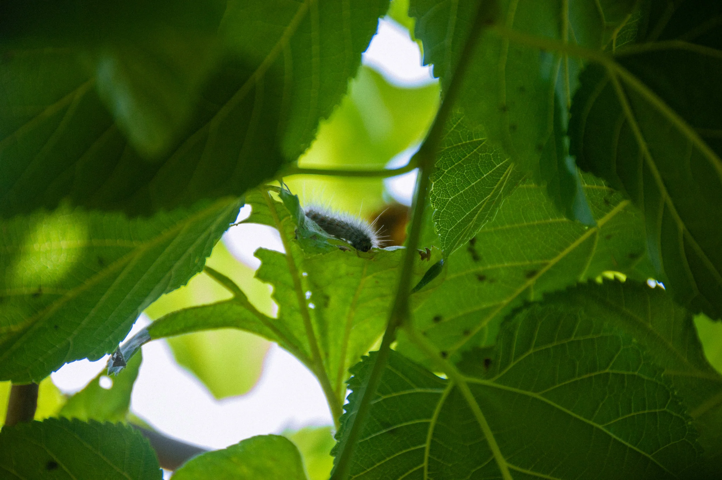 DSC_0195.jpg