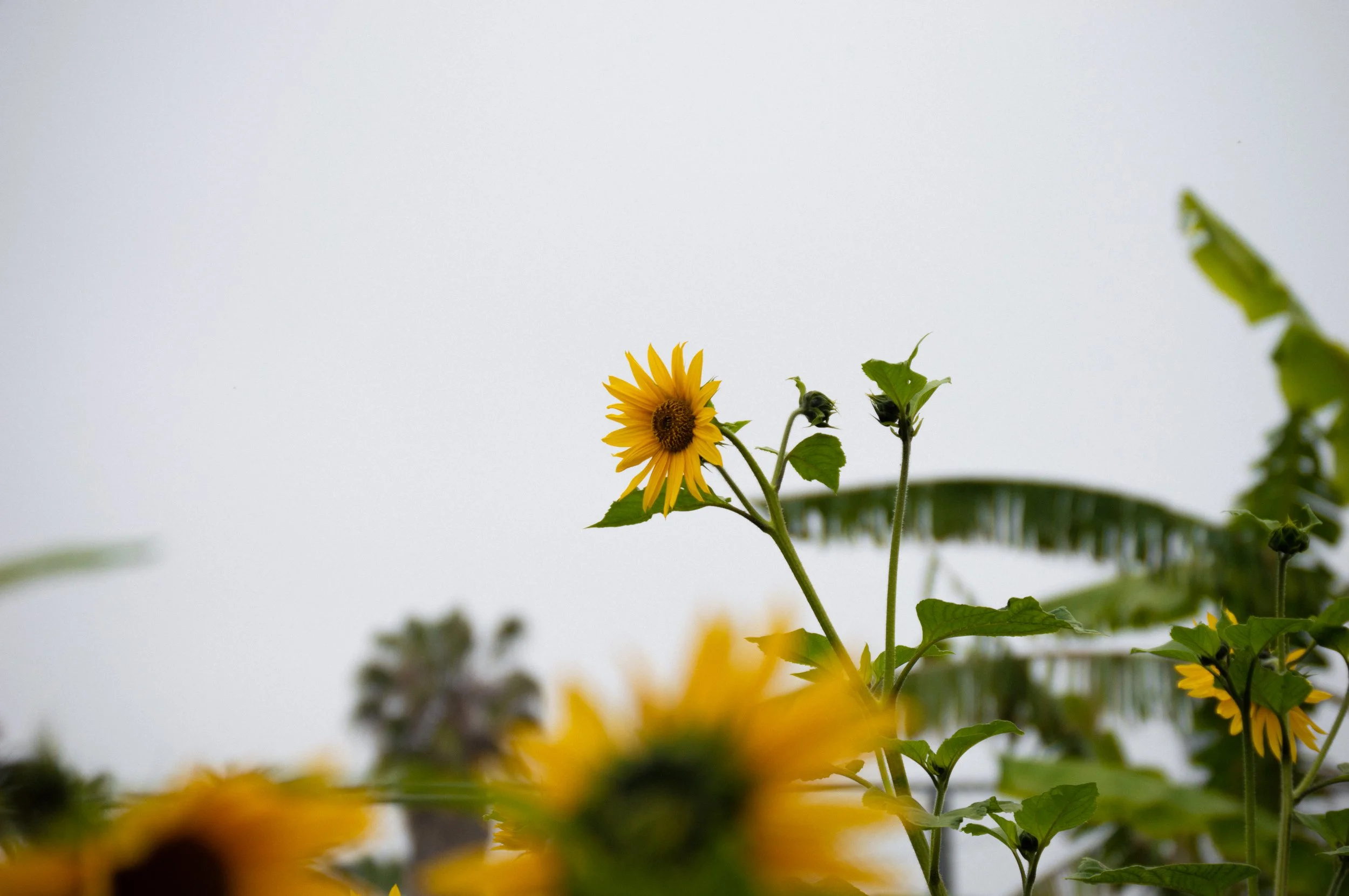 DSC_0456.jpg