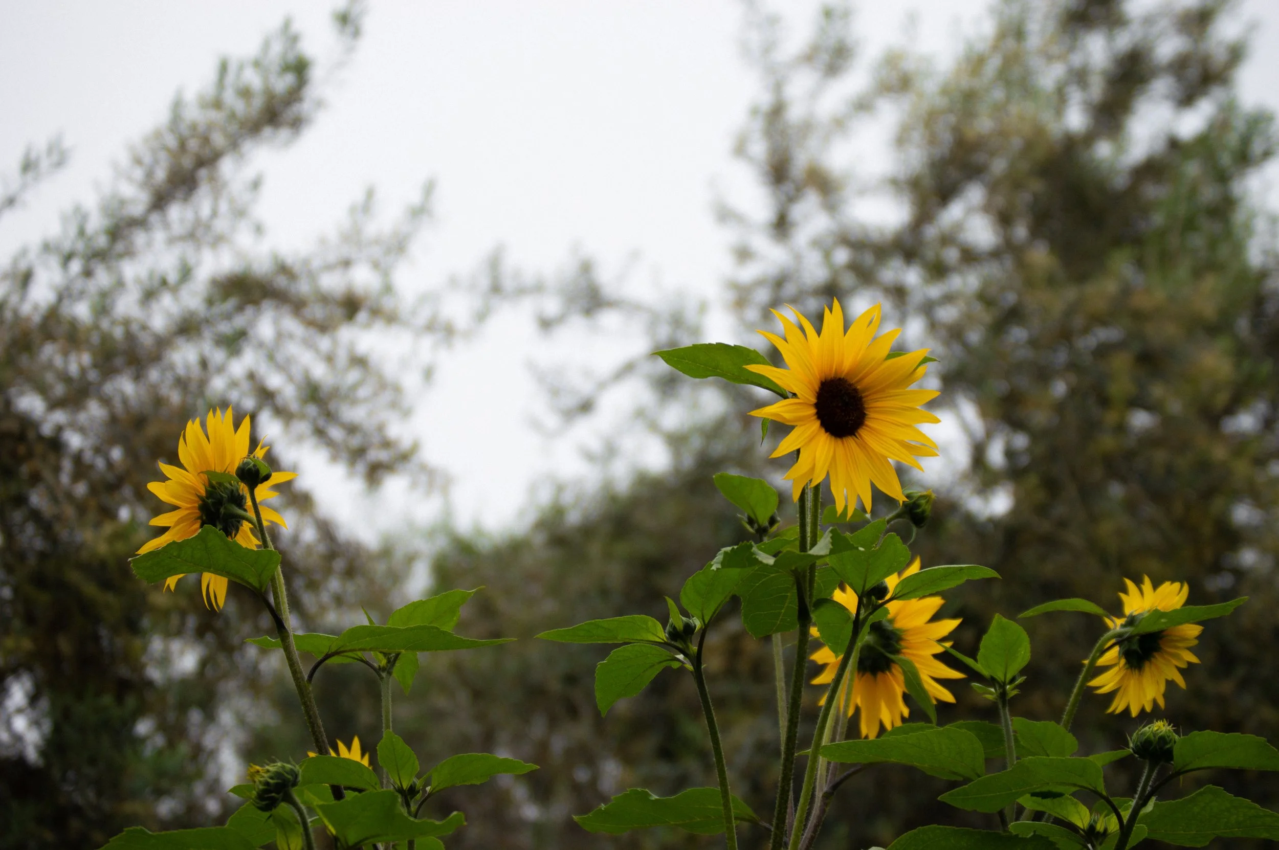 DSC_0457.jpg