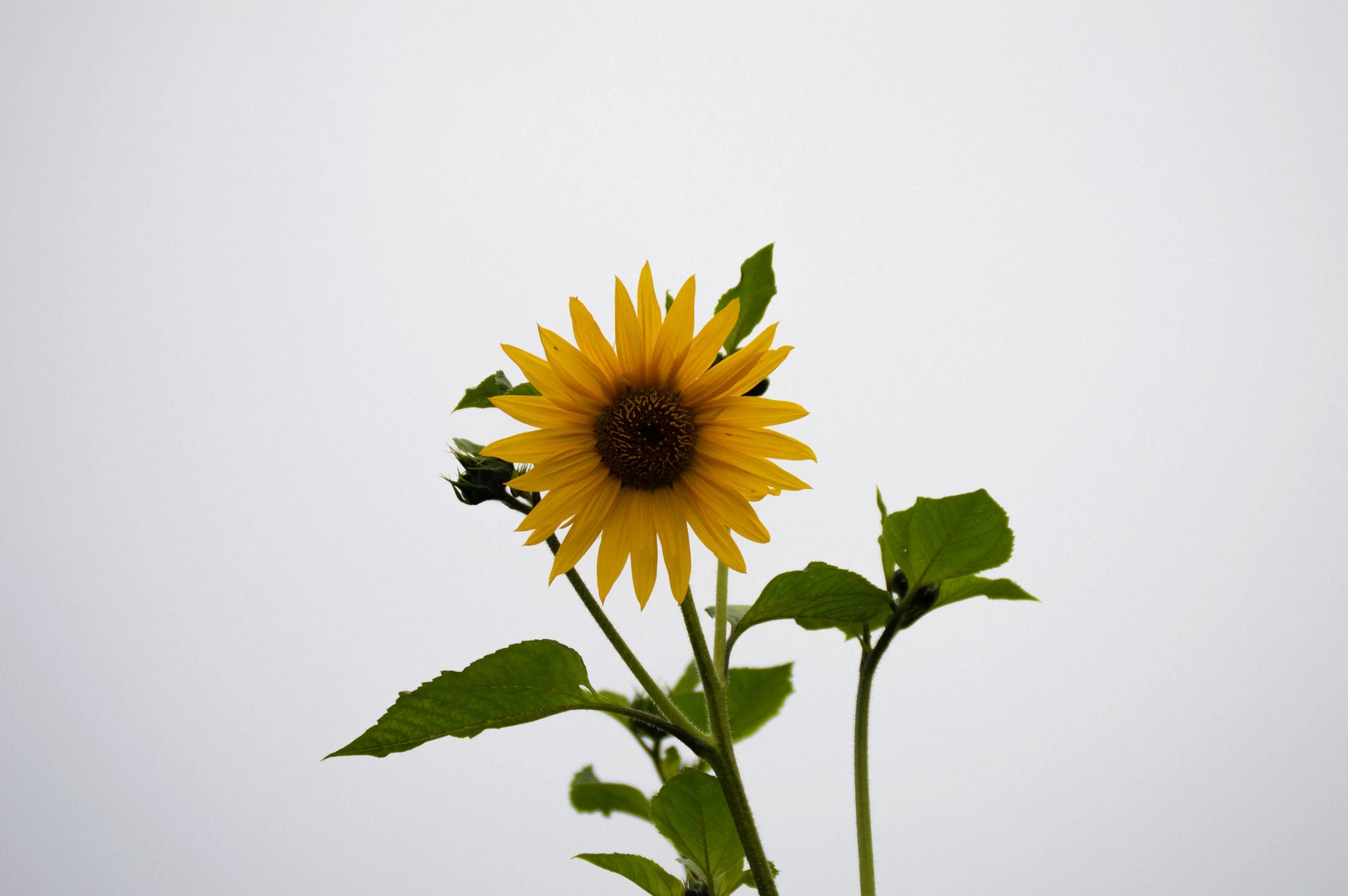 DSC_0458.jpg