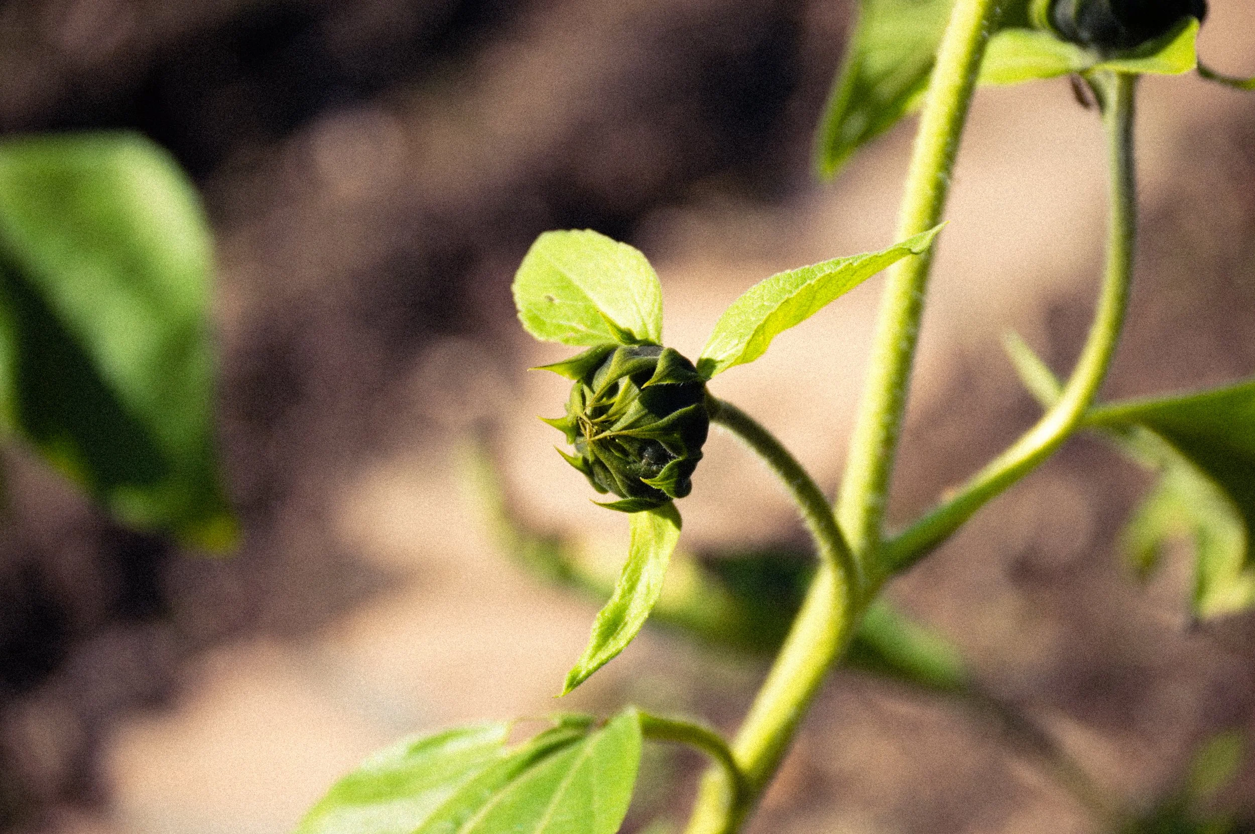 DSC_0524.jpg