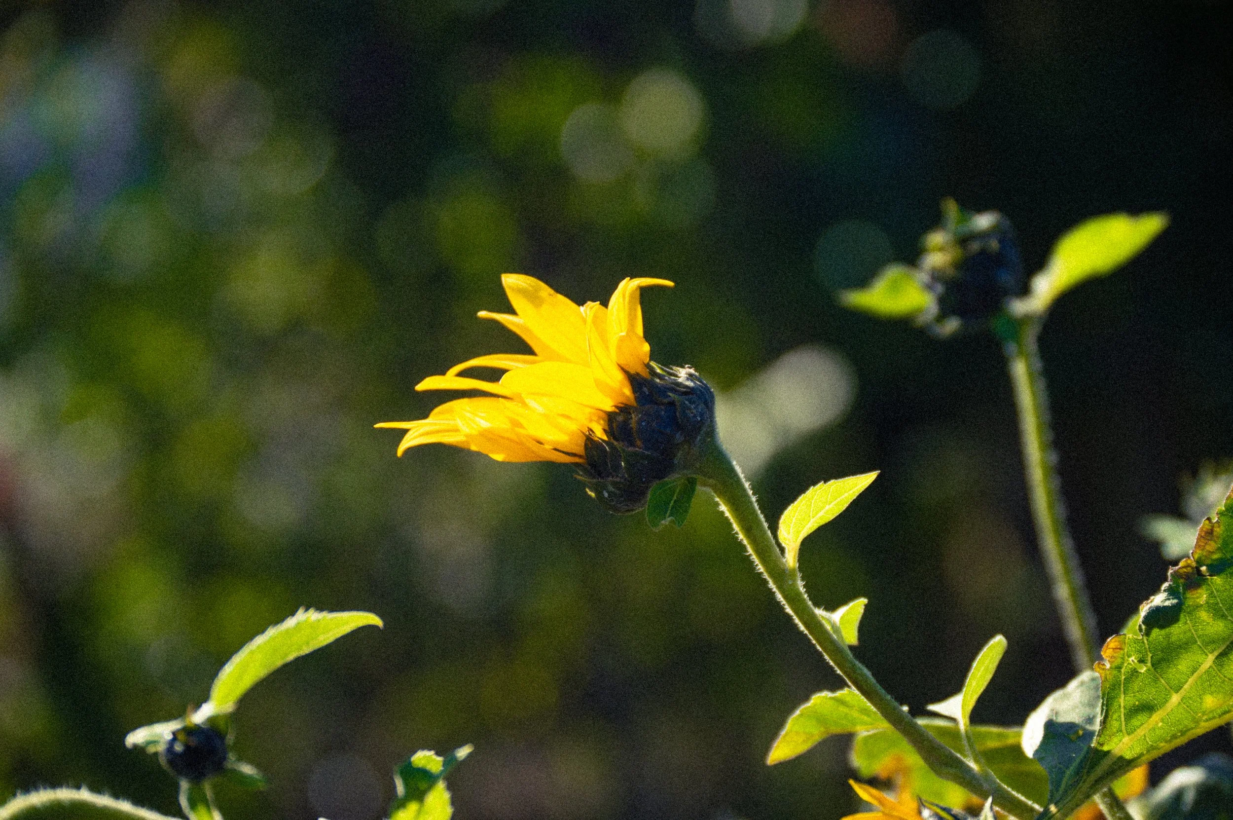 DSC_0528.jpg