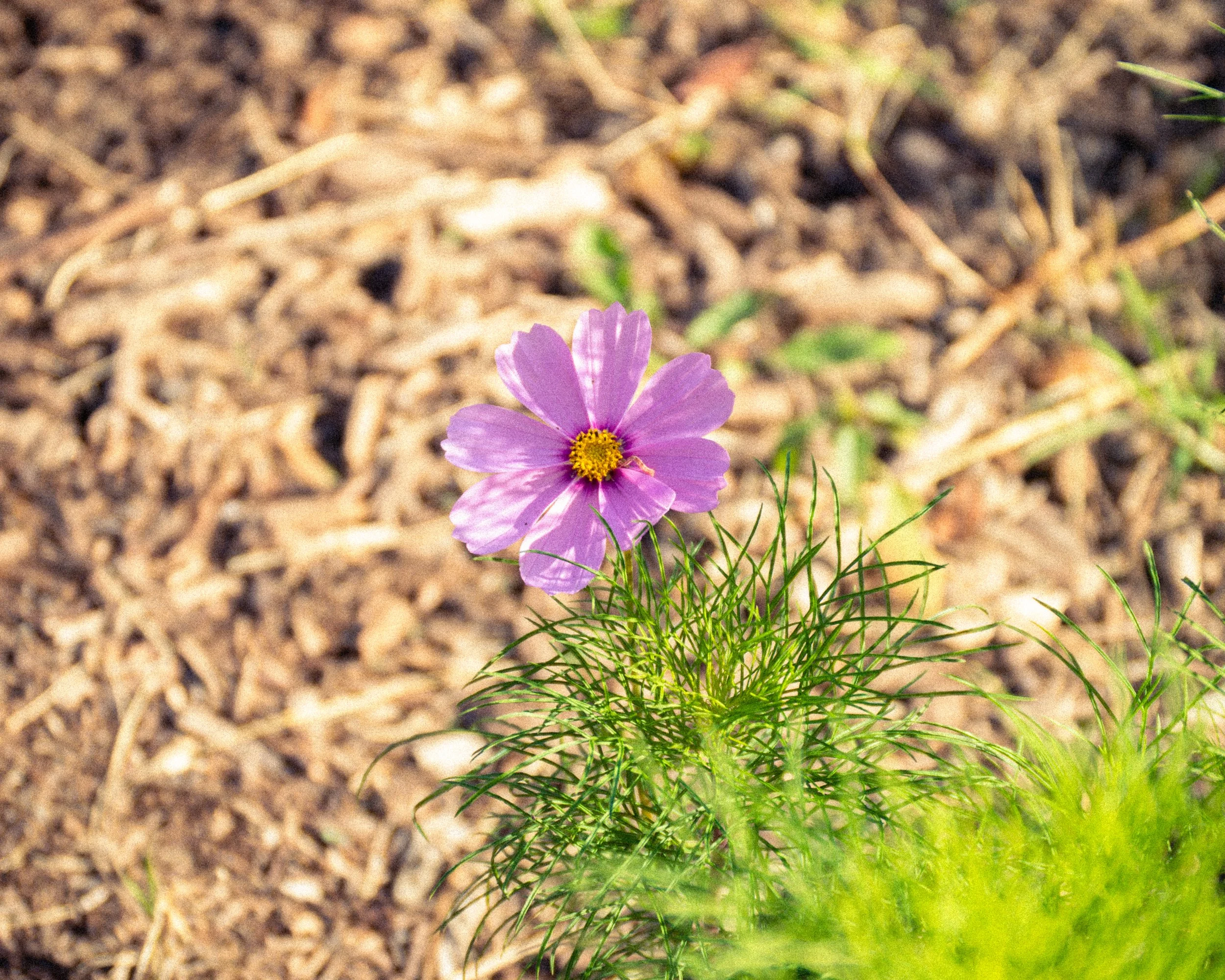 DSC_0369.jpg