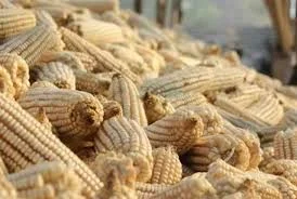 Maize Production Down 54% In Zimbabwe