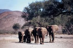 Desert Elephant Killed in Namibia