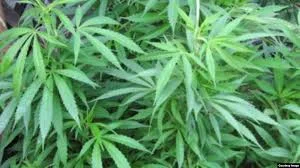 Zimbabwe Set To Legalize Hemp