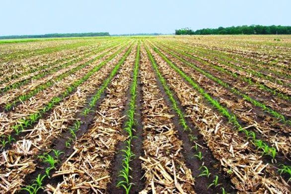 Zambia and DRC Sign New Maize Deal