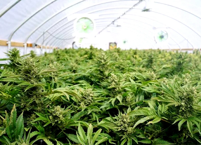 Small-Scale Cannabis Farmers Fear Losing Out