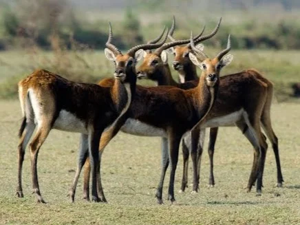 Zambia: Antelope Whistleblowers Fear for Safety