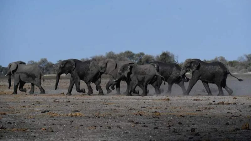 Botswana to hold elephant hunting auctions