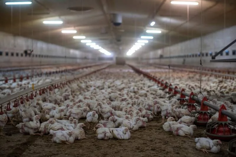 Mozambique bans chicken imports from Polish supplier
