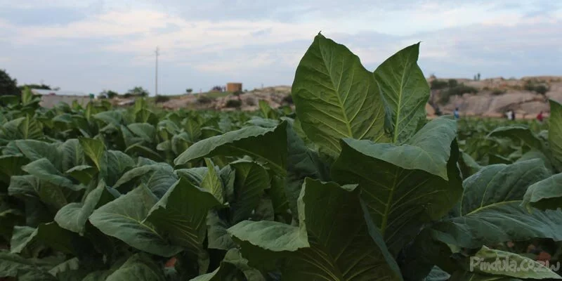 Zimbabwe: Farmers engage reserve bank over exchange rate 