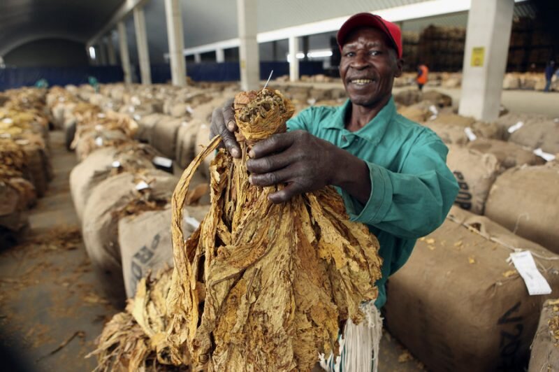Zimbabwe: Tobacco union calls for delay to trading 