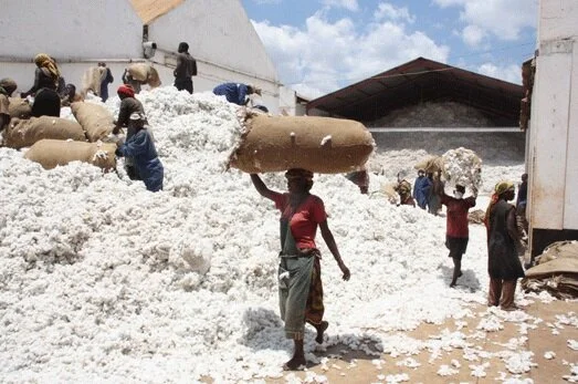 Mozambique: Government will subsidise cotton price