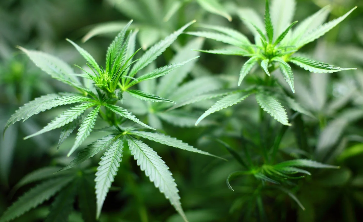 Zimbabwe offers cannabis growers 100%  farm ownership