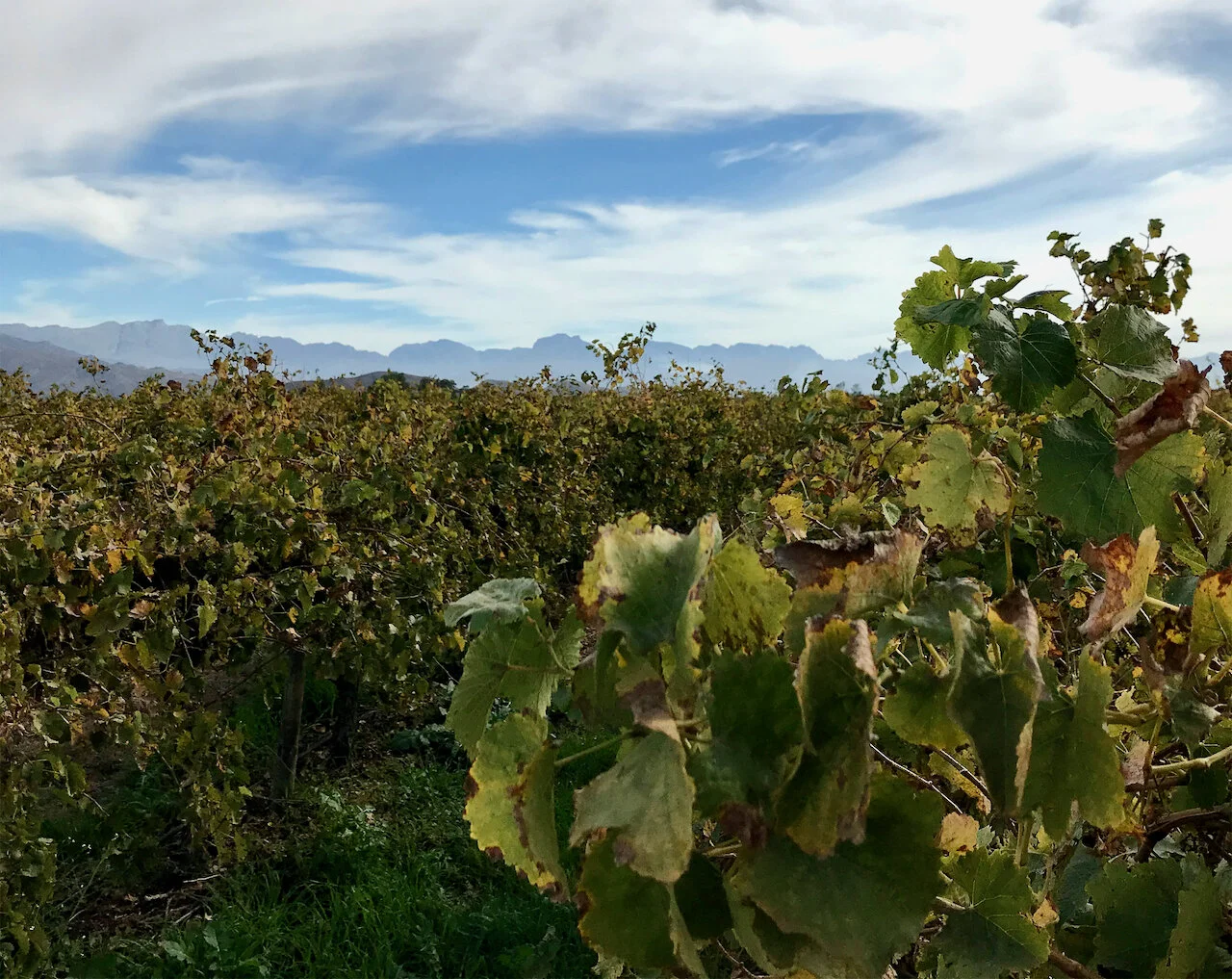 South Africa: Workers in Cape Wine Industry Face 'Job Massacre'