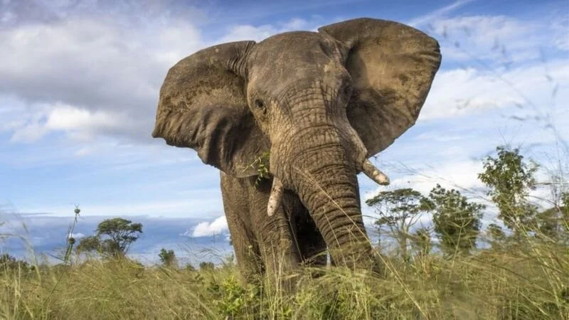Zimbabwe bans coal mining in Hwange and other game parks