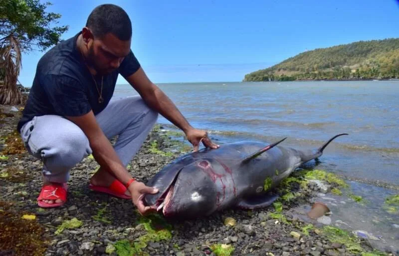Mauritius bans fish sales from polluted lagoon