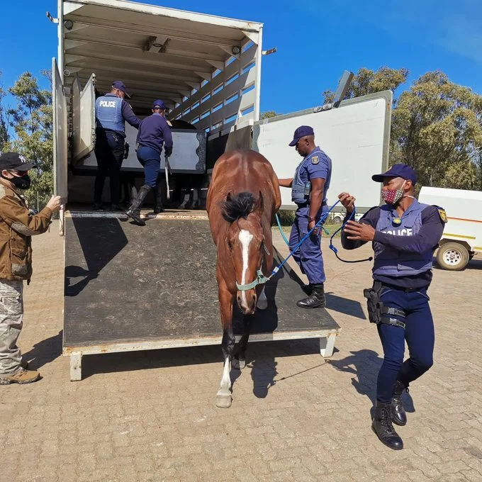SA racecourse employees 'assault horses' in protest