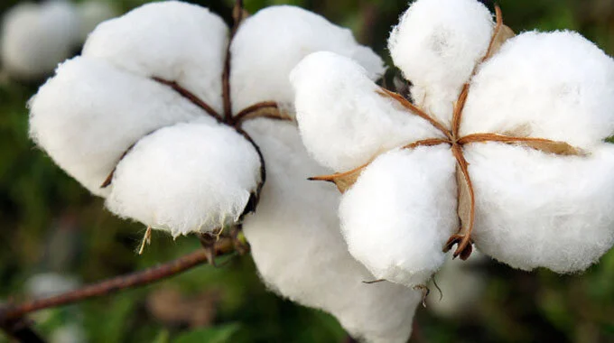 Zimbabwe: Govt spells out cotton industry vision