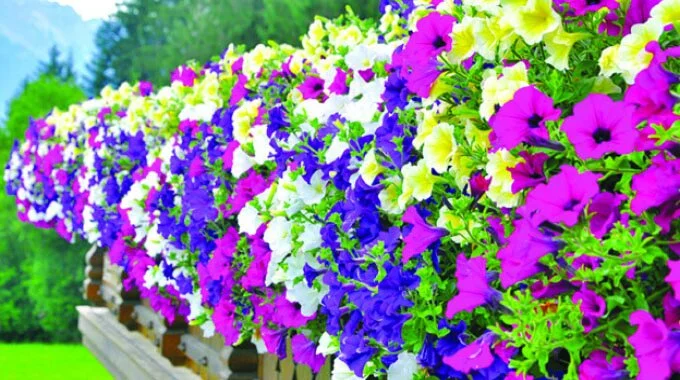 Zimbabwe: Flower Exports Wilt As Second Covid-19 Wave Hits Europe