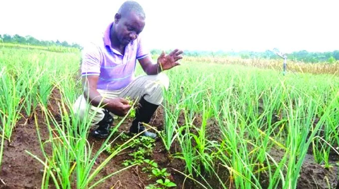 Zimbabwe: Garlic Farmers Urged to Increase Exports