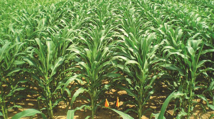 Zimbabwe: Farmers Eye Bumper Harvest