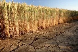 Poor Grain Production Hurting Zimbabwe Economy