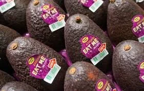 Netherlands Wants to Import Angola Avocados, Lemons