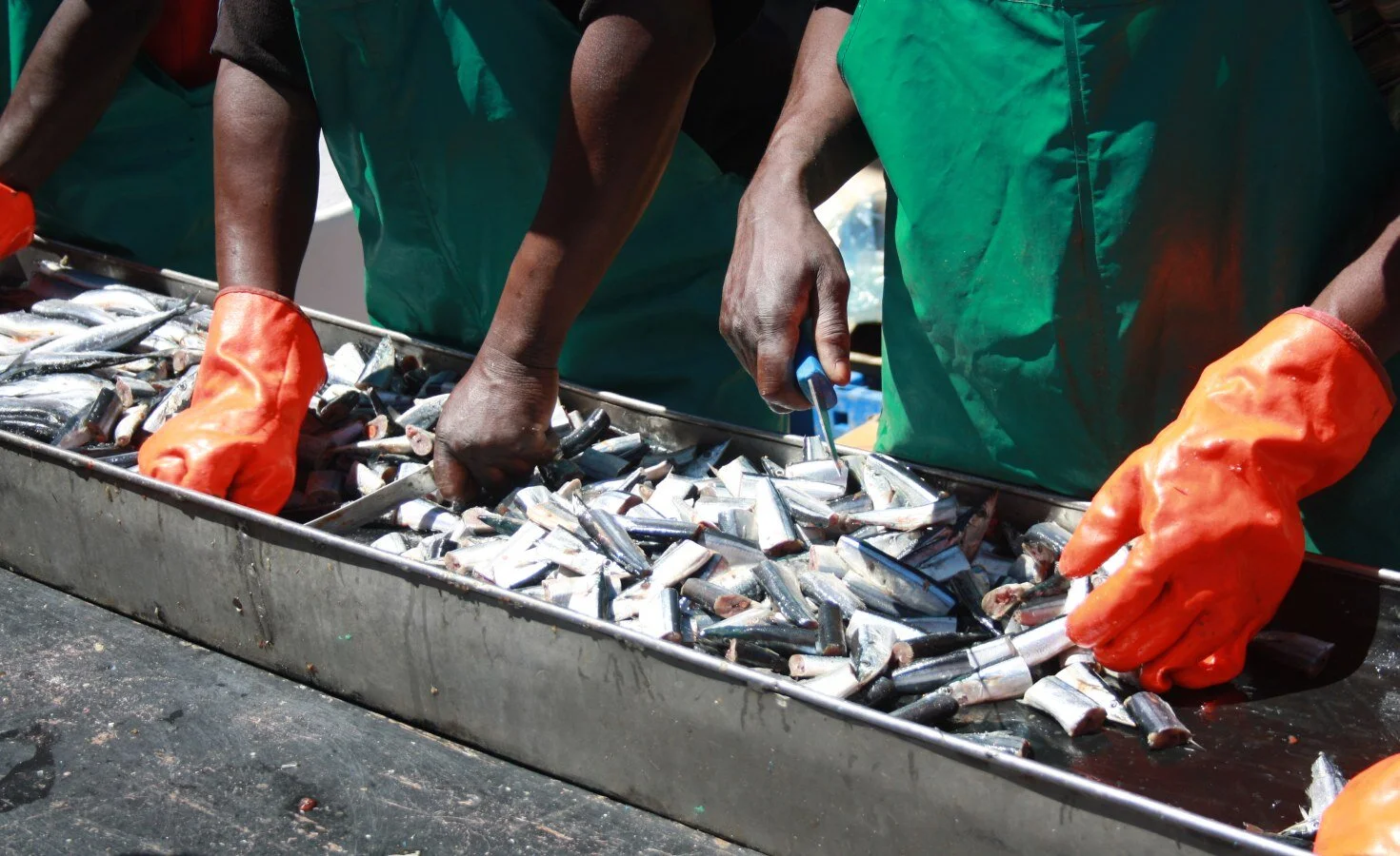 Mozambican Fisheries Exports Slumped By 56 Per Cent in 2020