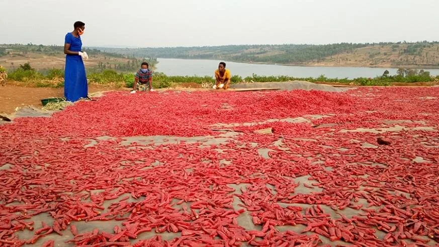 Rwanda’s dry chili to debut on Chinese market