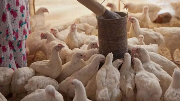 Mozambique bans SA poultry after bird flu outbreak