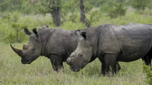 Rhino poaching 'on the rise again' in South Africa