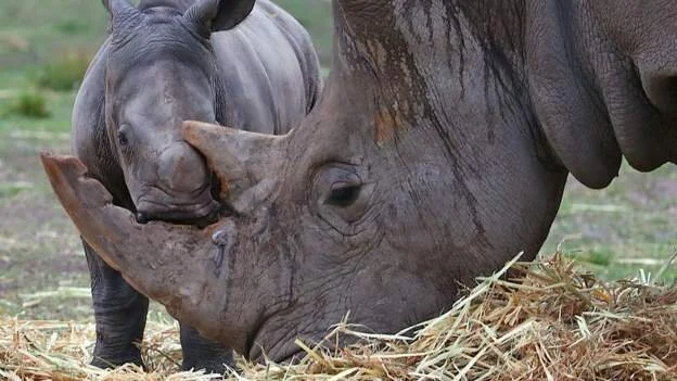 Zimbabwe to restore rhinos to second largest park