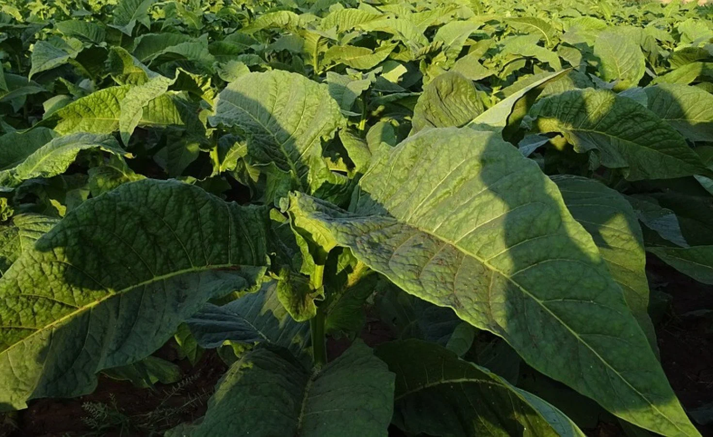 Malawi: 'No Future for Tobacco,' Says President Chakwera