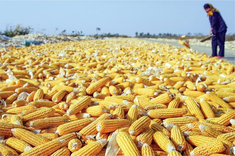 Zimbabwe Bans Maize Imports As It Prepares for Bumper Harvest