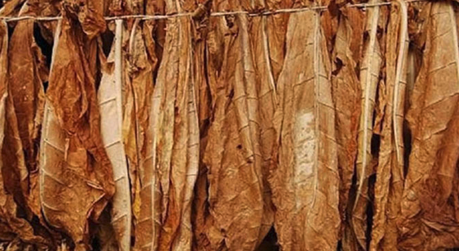 Zimbabwe: Tobacco Deliveries Surpass 110m Kg Mark