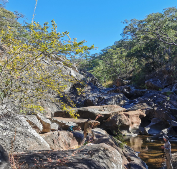 Zimbabwe: Government Halts Chinese Mining Activities in Game Reserve