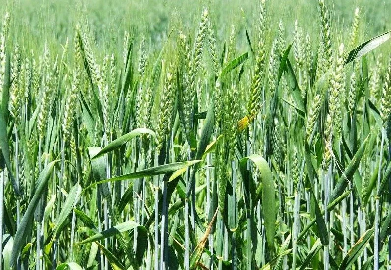 Zimbabwe: Combine Harvester Shortage Threatens Wheat Output