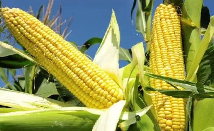 Zimbabwe Had a Bumper Harvest - What Went Right and What Needs Work