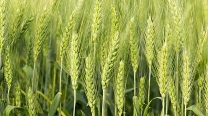 Zimbabwe: Debt, Input Costs Push Up Wheat Farming Costs