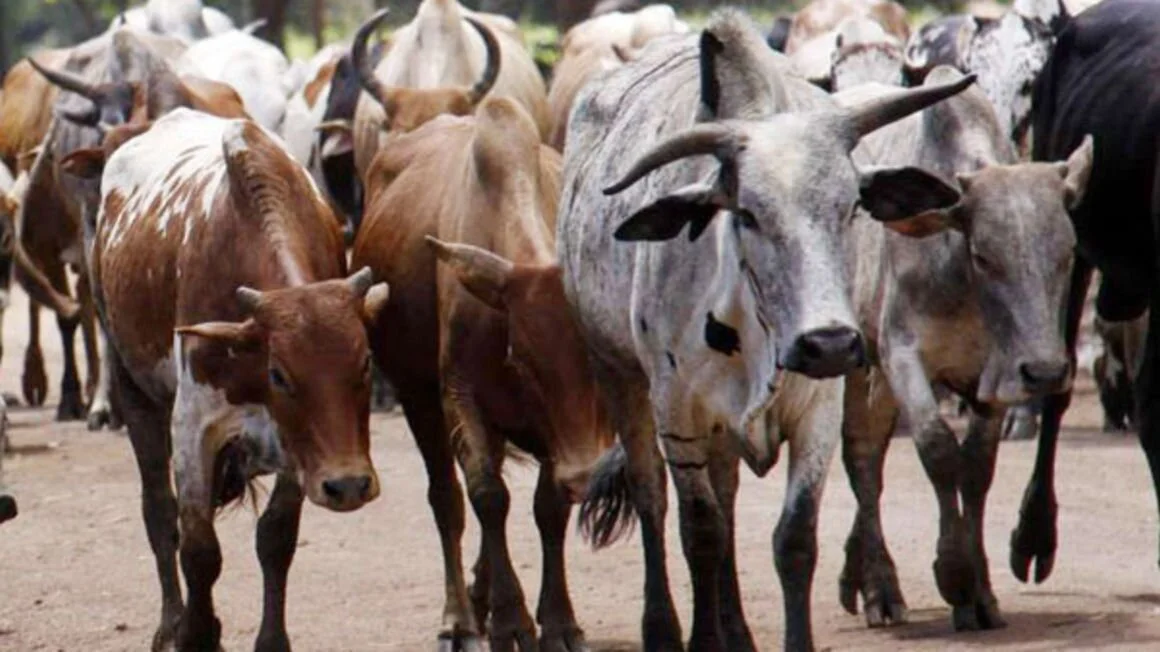 Botswana: Team to Probe Botswana-Zimbabwe Cross Border Cattle Theft