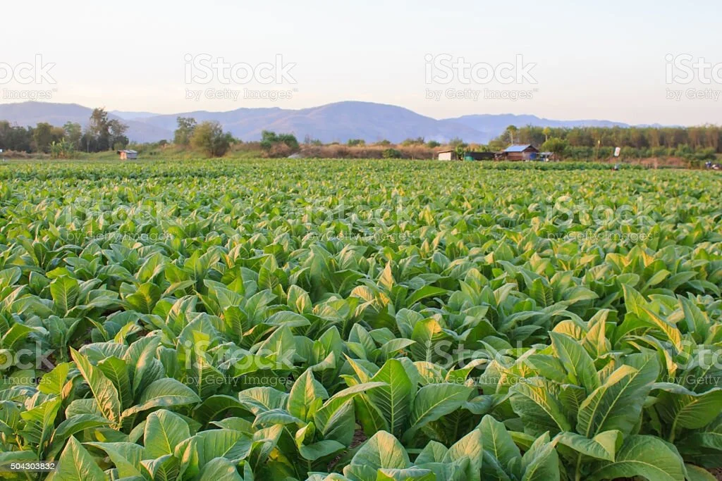 Zimbabwe: Top Tobacco Farmer Fined U.S.$9,000 for Planting Before September 1