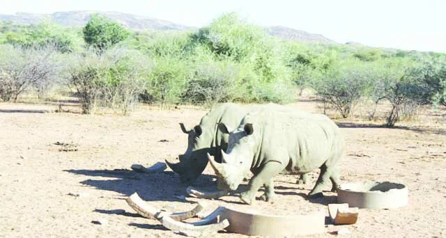 Namibia: Poaching - 369 Arrests in Nine Months