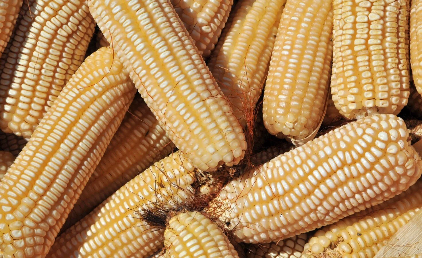 Zimbabwe: Illegal Maize Buyers Fleecing Farmers in Rural Areas
